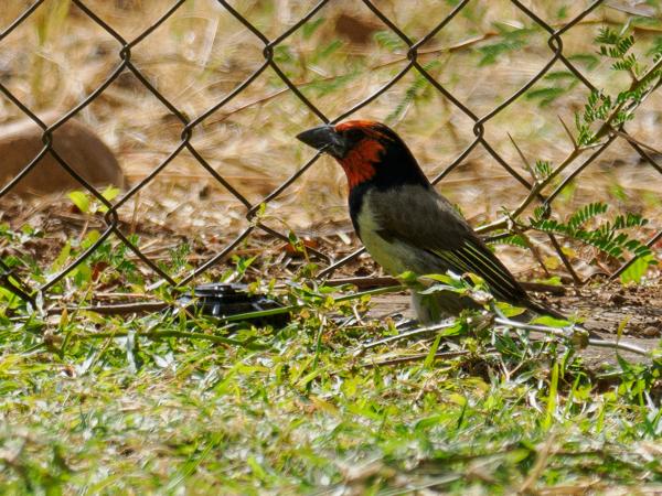 <h3><a href="/trips/safari/biota/animalia/chordata/aves/039 piciformes/007 lybiidae/lybius torquatus/lybius torquatus-en.html">Lybius&nbsp;torquatus</a> / Black‑collared&nbsp;barbet / Zwarthalsbaardvogel</h3>OM-1 Mark II with OLYMPUS M.300mm F4.0, 1/2000 sec at F4.0, ISO 250, distance 20.0&nbsp;m